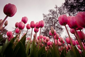 tulips-emirgan-park-istanbul-02