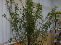 DSC00608