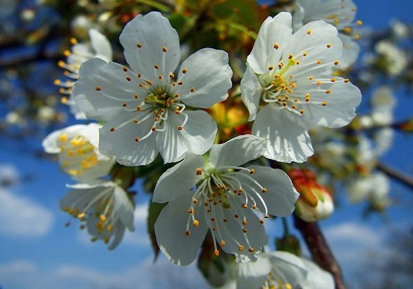 „BUĐENJE PROLJETNE ENERGIJE“-najava